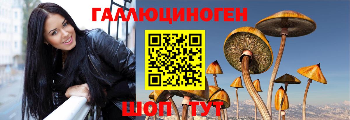 Кингисепп  Псилоцибиновые грибы Psilocybine cubensis  Вход с VPN 